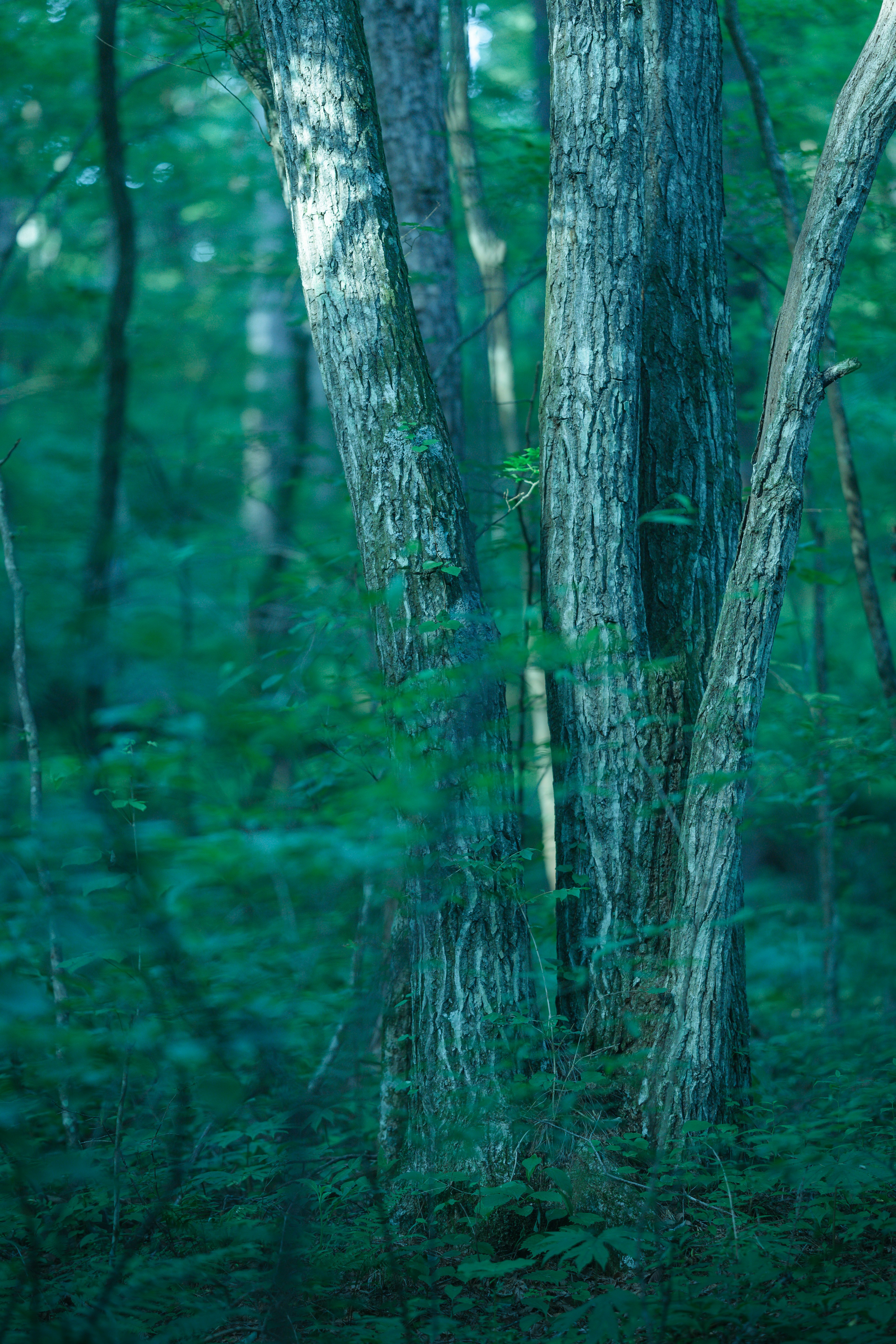 green trees in forest during daytime